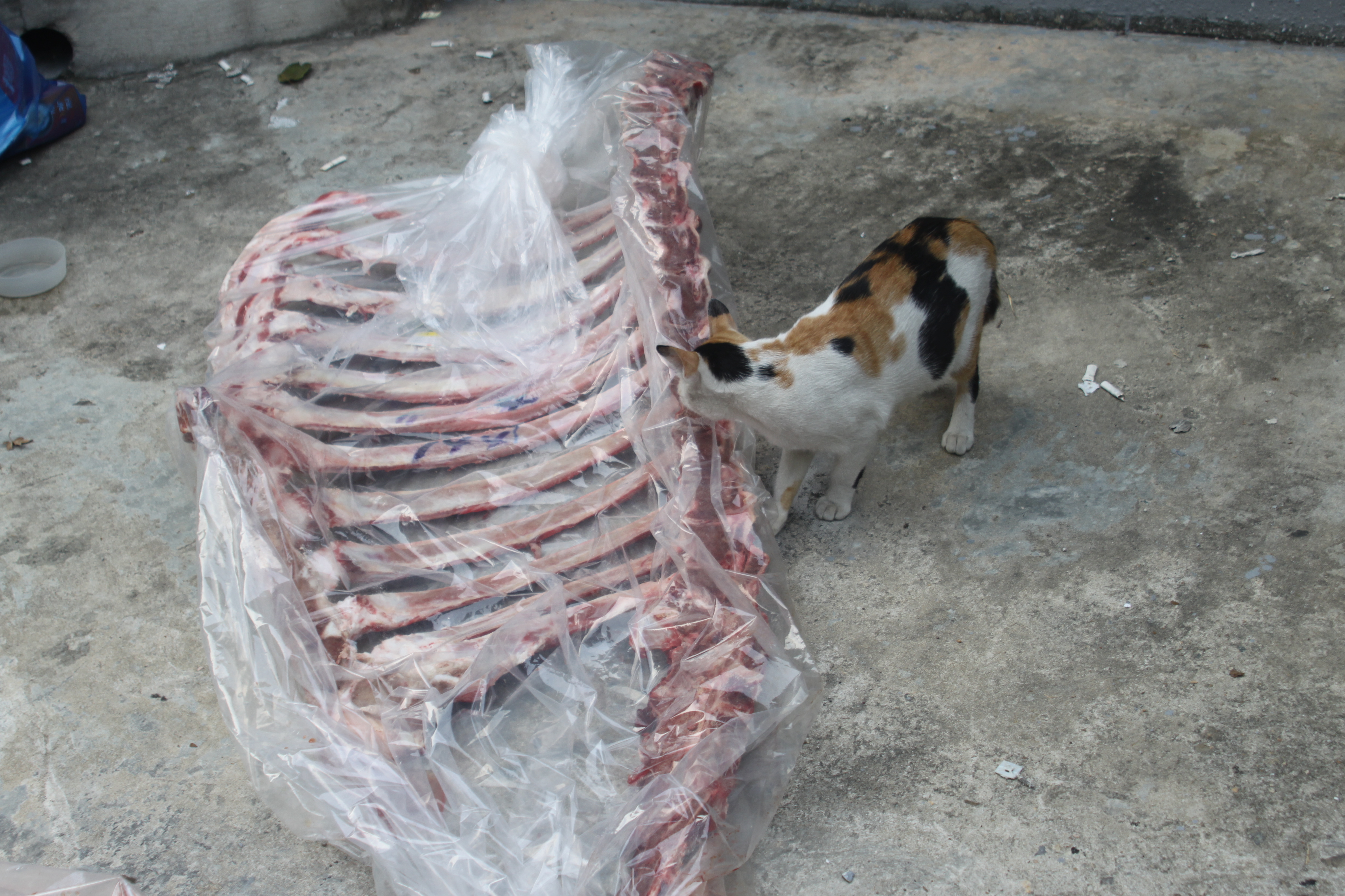 Rosetta Stone 2009, 2009