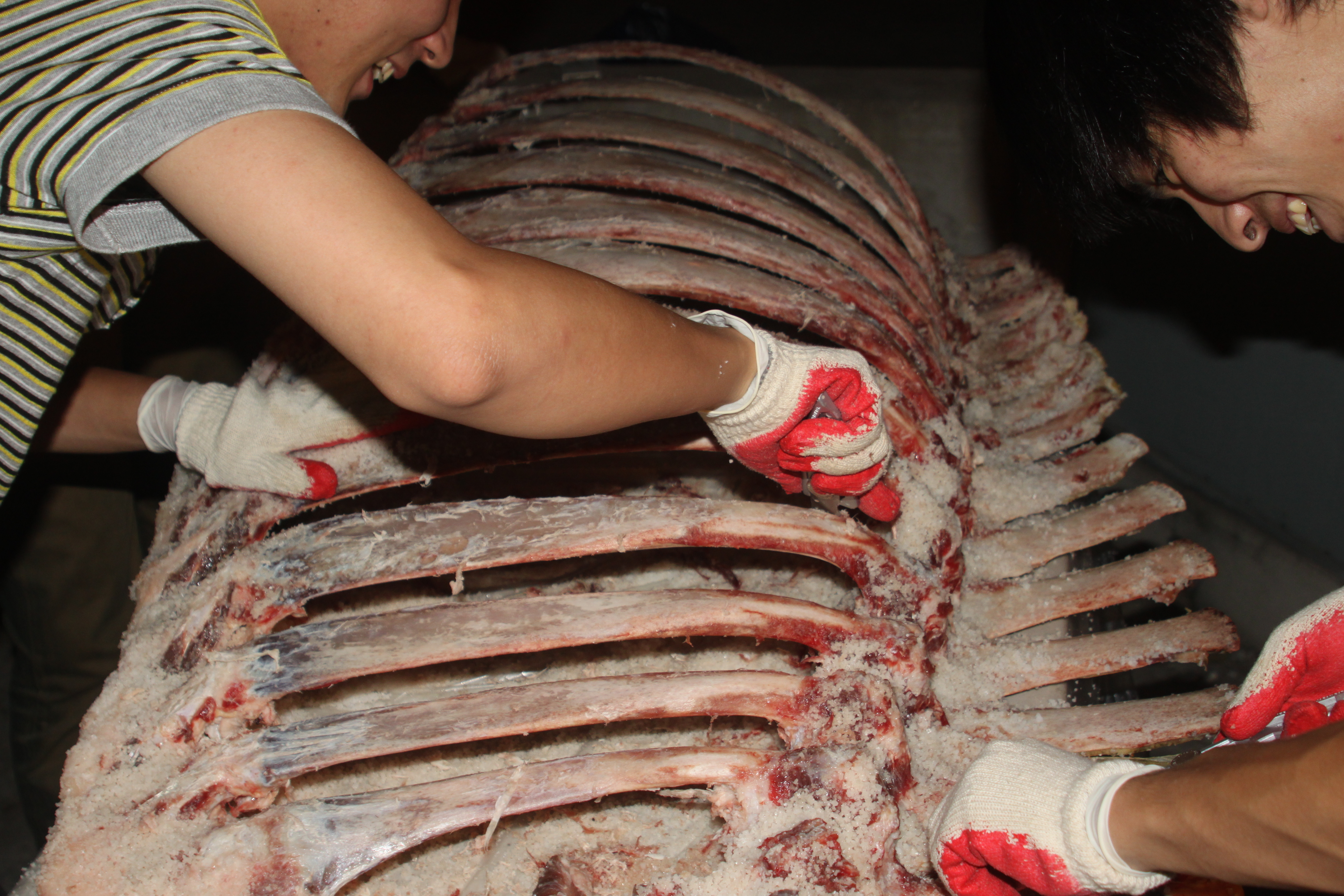 Rosetta Stone 2009, 2009